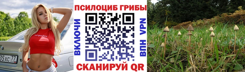 цена наркотик  omg как войти  Псилоцибиновые грибы Psilocybe  Камышин 